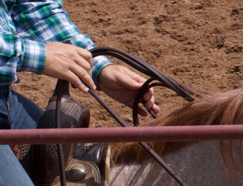 Coming Soon: Cow Horse Training Tips